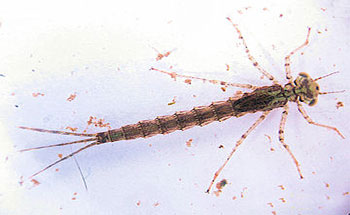 damselfly nymph